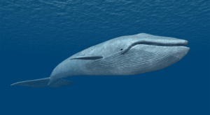 How fast does a blue whale's heart beat?